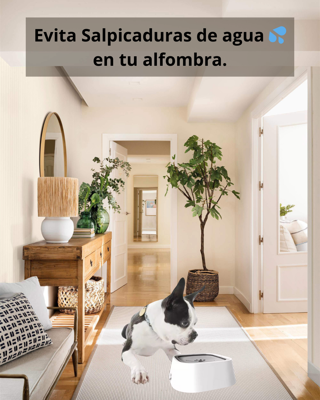 Bowl antisplash para tus mascotas
