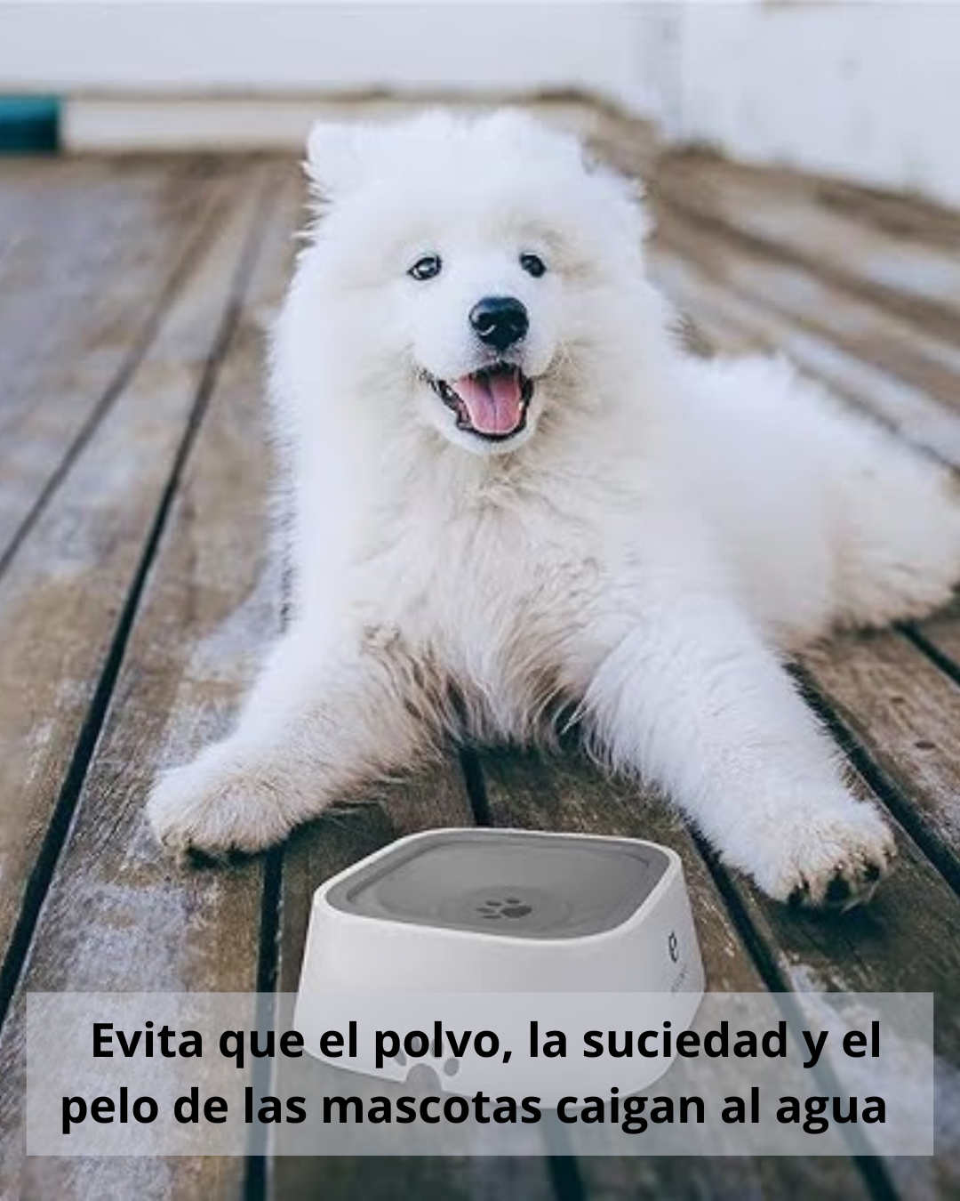 Bowl antisplash para tus mascotas